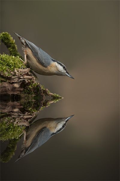 Nuthatch Reflection Framed Mounted Print by Natures' Canvas: Wall Art  & Prints by Andy Astbury