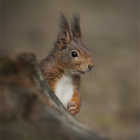 Buy canvas prints of Red Squirrel by Natures' Canvas: Wall Art  & Prints by Andy Astbury