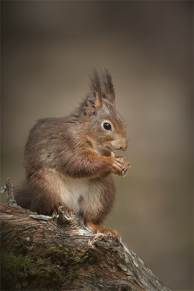 Got Nuts Picture Board by Natures' Canvas: Wall Art  & Prints by Andy Astbury
