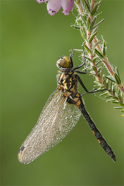 WHITE-FACED DARTER DRAGONFLY Picture Board by Natures' Canvas: Wall Art  & Prints by Andy Astbury