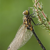 Buy canvas prints of WHITE-FACED DARTER DRAGONFLY by Natures' Canvas: Wall Art  & Prints by Andy Astbury