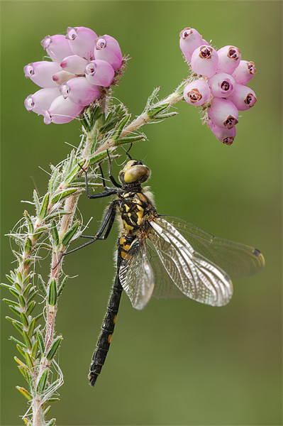 WHITE-FACED DARTER DRAGONFLY Picture Board by Natures' Canvas: Wall Art  & Prints by Andy Astbury