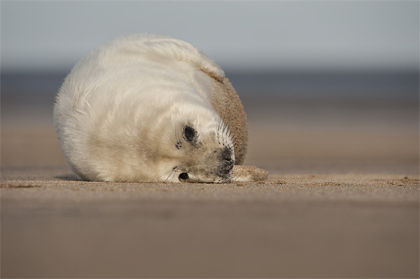 Grey Seal Pup Picture Board by Natures' Canvas: Wall Art  & Prints by Andy Astbury