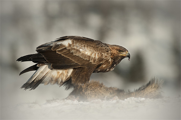 Golden Eagle Picture Board by Natures' Canvas: Wall Art  & Prints by Andy Astbury