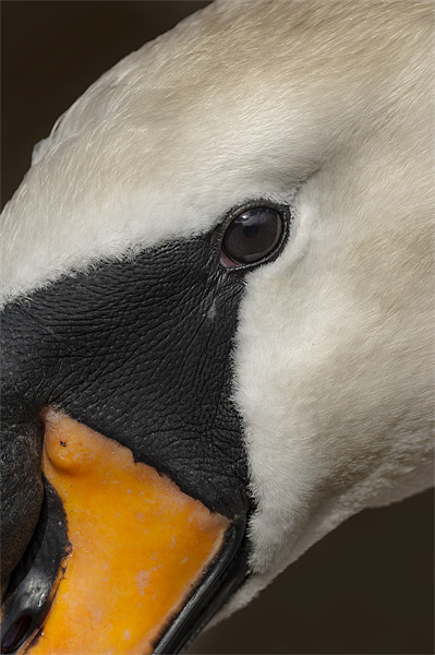 Mute Swan Close Up Picture Board by Natures' Canvas: Wall Art  & Prints by Andy Astbury