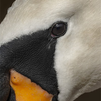 Buy canvas prints of Mute Swan Close Up by Natures' Canvas: Wall Art  & Prints by Andy Astbury