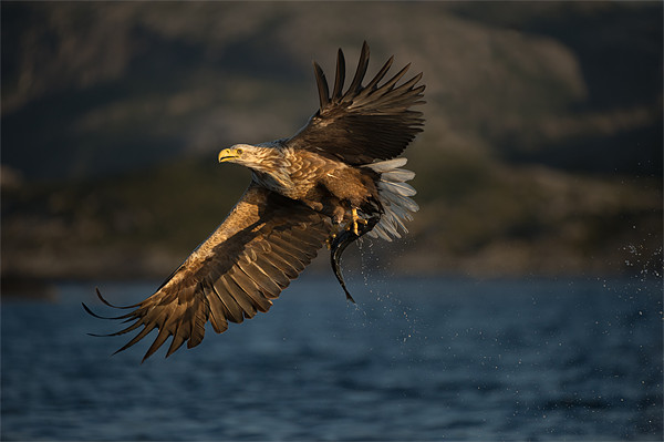 White-tailed Eagle in flight Picture Board by Natures' Canvas: Wall Art  & Prints by Andy Astbury