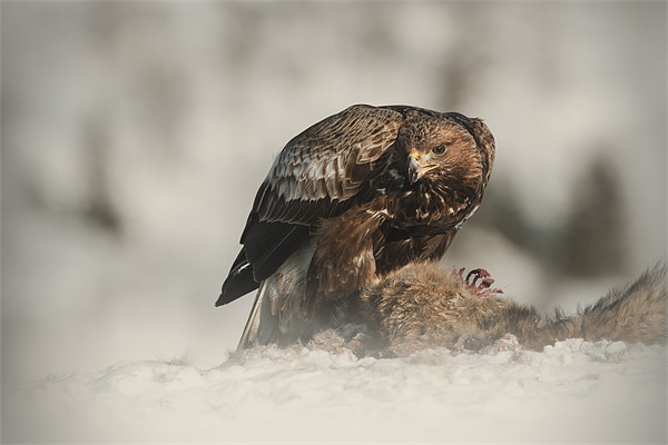 Golden Eagle Picture Board by Natures' Canvas: Wall Art  & Prints by Andy Astbury