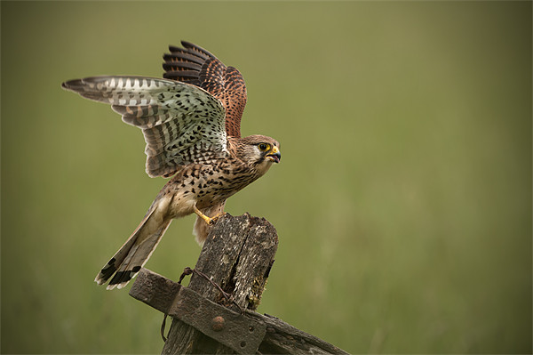 Kestrel Picture Board by Natures' Canvas: Wall Art  & Prints by Andy Astbury