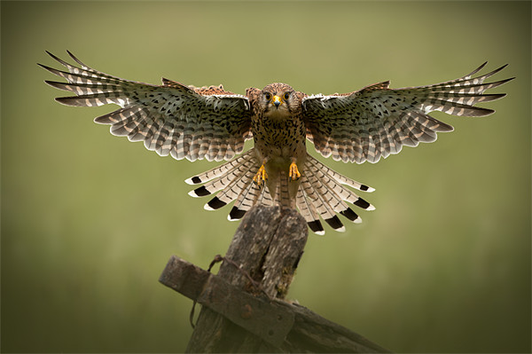 Final Approach (Springwatch red button) Picture Board by Natures' Canvas: Wall Art  & Prints by Andy Astbury