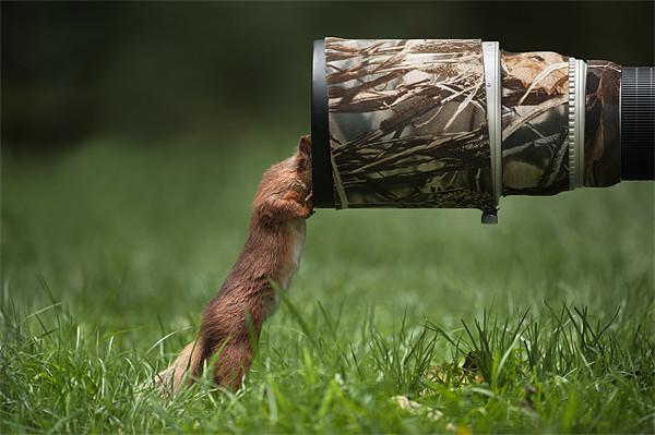 Red Squirrel inspecting a camera lens. Picture Board by Natures' Canvas: Wall Art  & Prints by Andy Astbury
