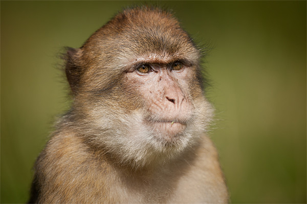 Barbary Macaque Picture Board by Natures' Canvas: Wall Art  & Prints by Andy Astbury