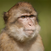 Buy canvas prints of Barbary Macaque by Natures' Canvas: Wall Art  & Prints by Andy Astbury