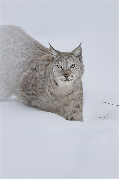 Eurasian Lynx Picture Board by Natures' Canvas: Wall Art  & Prints by Andy Astbury