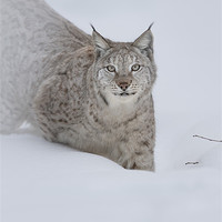 Buy canvas prints of Eurasian Lynx by Natures' Canvas: Wall Art  & Prints by Andy Astbury
