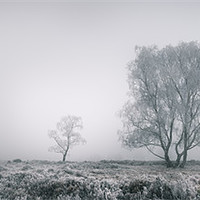Buy canvas prints of Cannock Chase by Natures' Canvas: Wall Art  & Prints by Andy Astbury