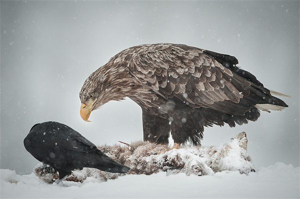 Eagle and Raven Picture Board by Natures' Canvas: Wall Art  & Prints by Andy Astbury