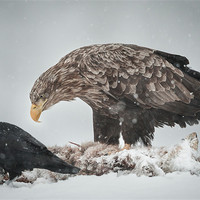 Buy canvas prints of Eagle and Raven by Natures' Canvas: Wall Art  & Prints by Andy Astbury