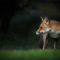 Buy canvas prints of Red Fox by Natures' Canvas: Wall Art  & Prints by Andy Astbury