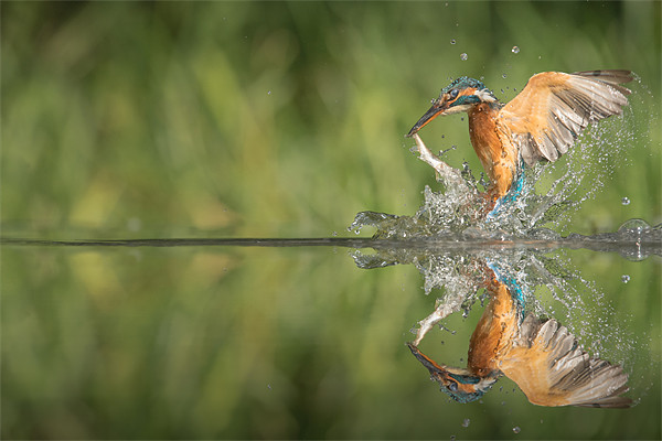 Kingfisher with catch. Picture Board by Natures' Canvas: Wall Art  & Prints by Andy Astbury