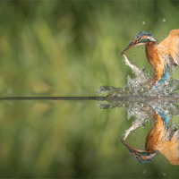 Buy canvas prints of Kingfisher with catch. by Natures' Canvas: Wall Art  & Prints by Andy Astbury