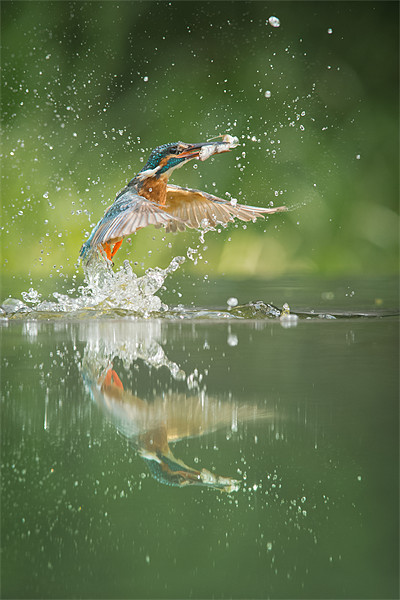 Kingfisher with catch. Picture Board by Natures' Canvas: Wall Art  & Prints by Andy Astbury