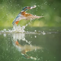 Buy canvas prints of Kingfisher with catch. by Natures' Canvas: Wall Art  & Prints by Andy Astbury