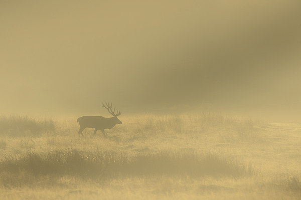 Red Stag at Sunrise Picture Board by Natures' Canvas: Wall Art  & Prints by Andy Astbury