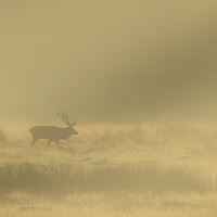 Buy canvas prints of Red Stag at Sunrise by Natures' Canvas: Wall Art  & Prints by Andy Astbury