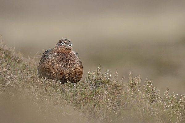 Red Grouse Picture Board by Natures' Canvas: Wall Art  & Prints by Andy Astbury