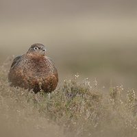 Buy canvas prints of Red Grouse by Natures' Canvas: Wall Art  & Prints by Andy Astbury