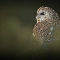 Buy canvas prints of Tawny Owl by Natures' Canvas: Wall Art  & Prints by Andy Astbury