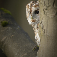 Buy canvas prints of Tawny Owl by Natures' Canvas: Wall Art  & Prints by Andy Astbury