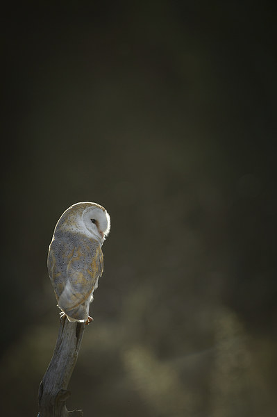 Barn Owl Picture Board by Natures' Canvas: Wall Art  & Prints by Andy Astbury