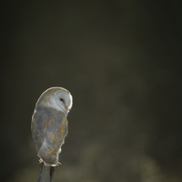 Buy canvas prints of Barn Owl by Natures' Canvas: Wall Art  & Prints by Andy Astbury