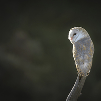 Buy canvas prints of Barn Owl by Natures' Canvas: Wall Art  & Prints by Andy Astbury