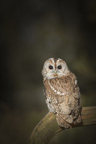 Tawny Owl Picture Board by Natures' Canvas: Wall Art  & Prints by Andy Astbury