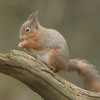 Buy canvas prints of Red Squirrel by Natures' Canvas: Wall Art  & Prints by Andy Astbury