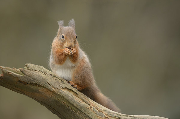 Red Squirrel Picture Board by Natures' Canvas: Wall Art  & Prints by Andy Astbury