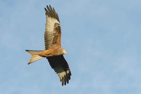 Red Kite Picture Board by Natures' Canvas: Wall Art  & Prints by Andy Astbury