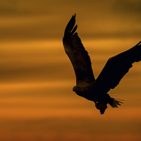 Buy canvas prints of Eagle Silhouette by Natures' Canvas: Wall Art  & Prints by Andy Astbury