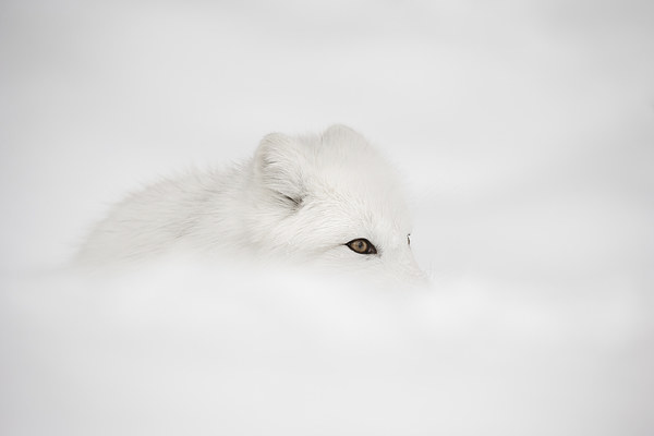 Arctic Fox Picture Board by Natures' Canvas: Wall Art  & Prints by Andy Astbury