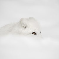 Buy canvas prints of Arctic Fox by Natures' Canvas: Wall Art  & Prints by Andy Astbury