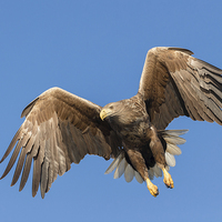 Buy canvas prints of Hunting Sea Eagle by Natures' Canvas: Wall Art  & Prints by Andy Astbury