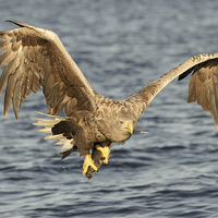 Buy canvas prints of Eagle with catch by Natures' Canvas: Wall Art  & Prints by Andy Astbury