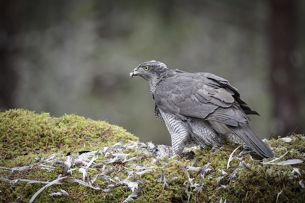 Male Goshawk Picture Board by Natures' Canvas: Wall Art  & Prints by Andy Astbury