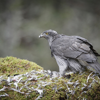 Buy canvas prints of Male Goshawk by Natures' Canvas: Wall Art  & Prints by Andy Astbury