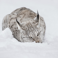 Buy canvas prints of Lynx Wild Cat by Natures' Canvas: Wall Art  & Prints by Andy Astbury
