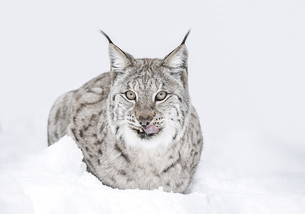Lynx Wild Cat Picture Board by Natures' Canvas: Wall Art  & Prints by Andy Astbury