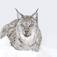 Buy canvas prints of Lynx Wild Cat by Natures' Canvas: Wall Art  & Prints by Andy Astbury